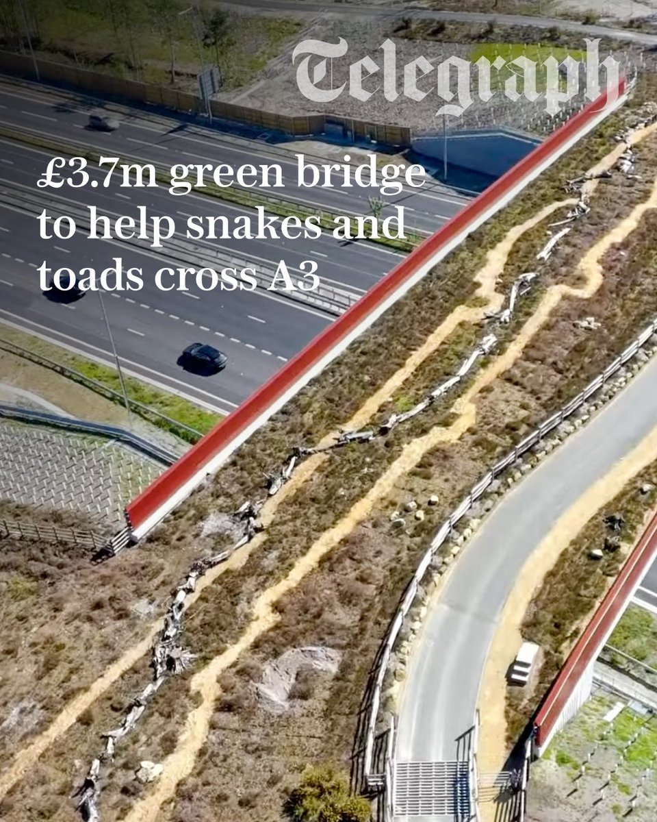 The Telegraph tweet media