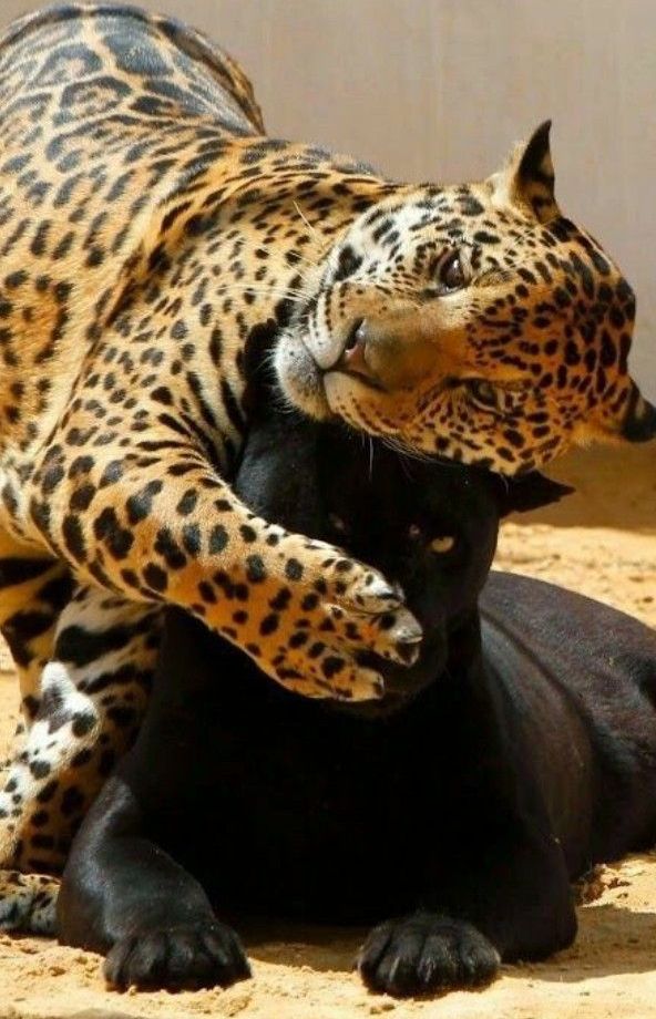 A N I M A L S (@_animals_1) on Twitter photo 