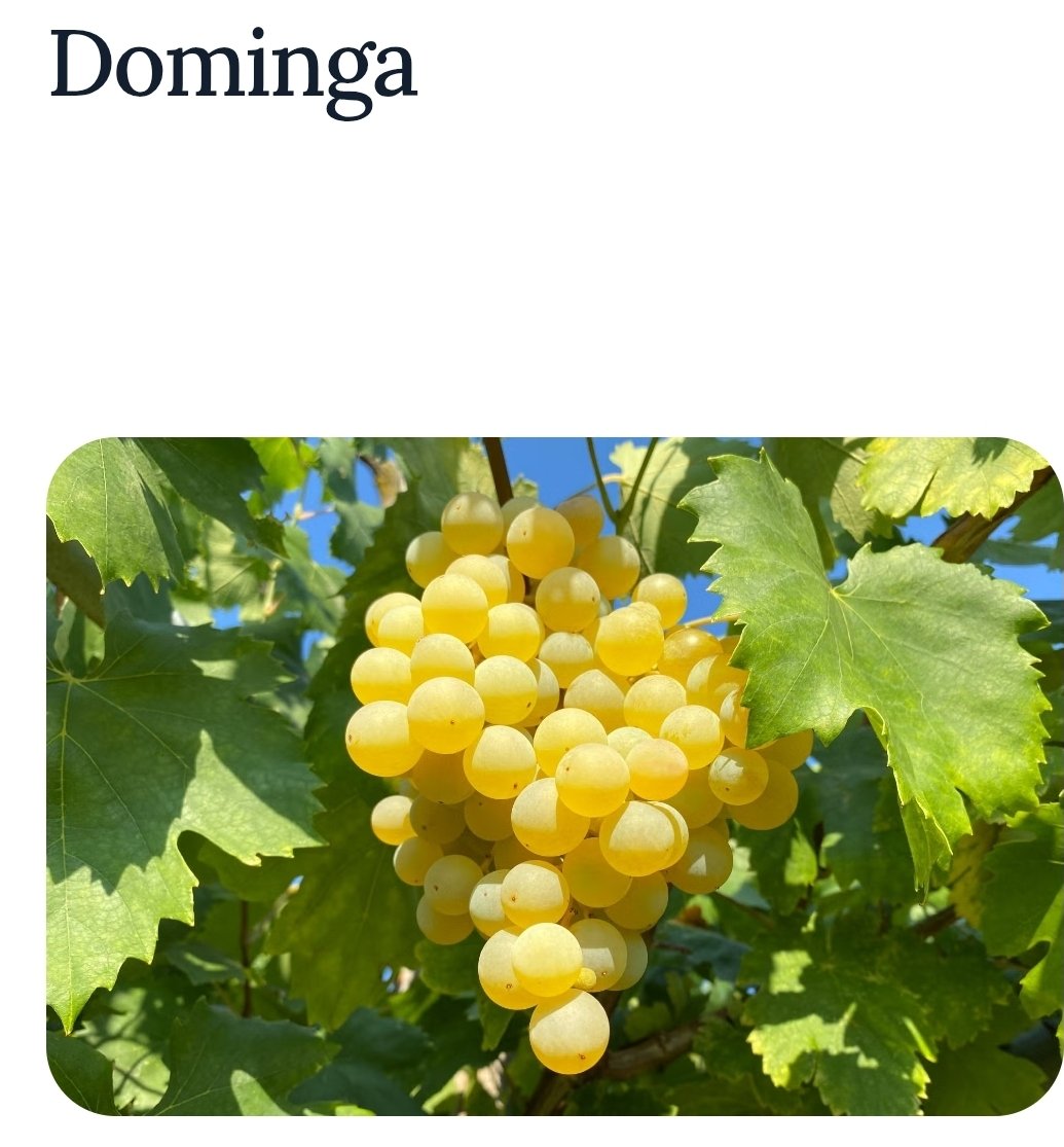 JayasreeVijayan's tweet image. My favorite fruit #Grapes  7.