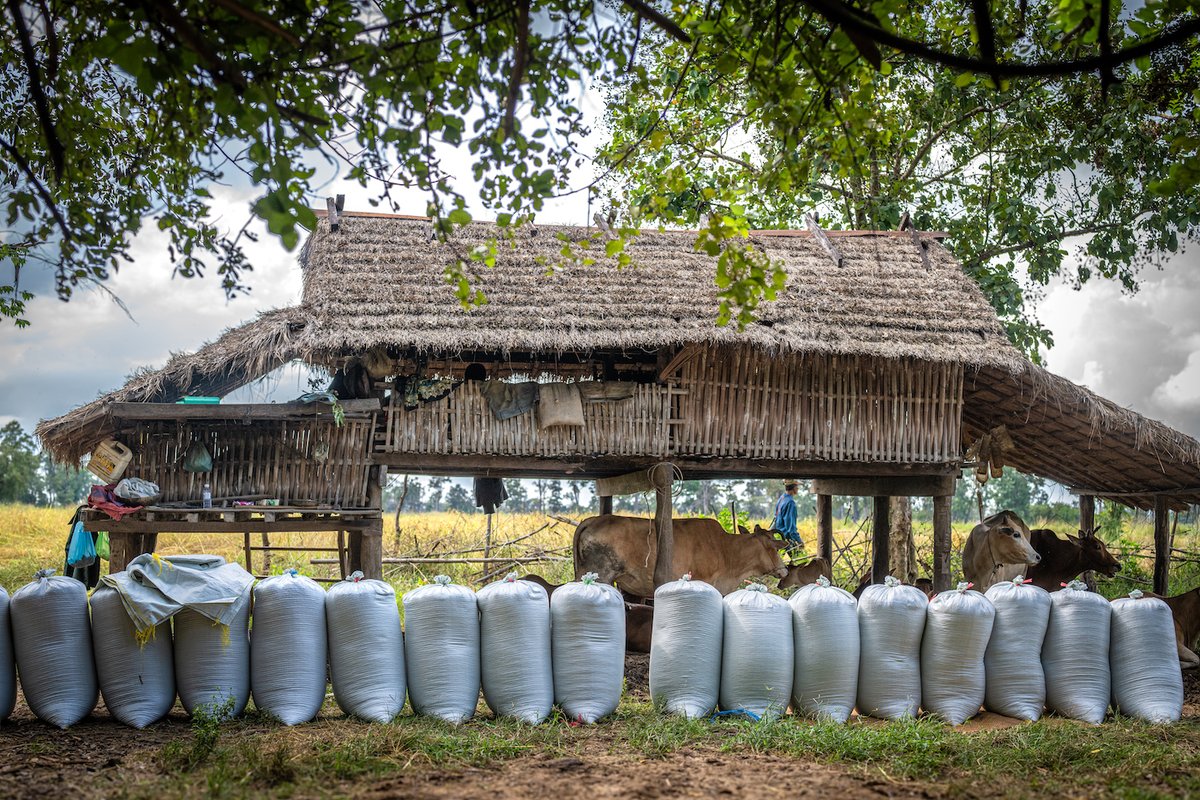 herorats's tweet image. When the border conflict disrupted 2025, APOPO’s Minefields to Ricefields project adapted —protecting farmer livelihoods while most saw income increases of over 20%. With support from @FCDOGovUK,  turning cleared land into lasting opportunity.

#FoodSecurity #SDG2 #SDG17