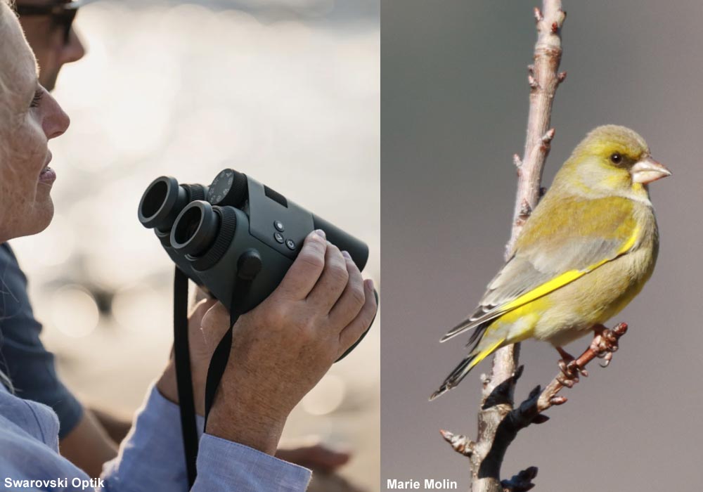 Ornithomedia's tweet image. Test des jumelles "intelligentes" Swarovski AX Visio 10x32 organisé dans l'université de Tübingen (Allemagne) : sont-elles utiles aux débutants ? ➡️ Cliquez sur ce lien pour en savoir plus : ornithomedia.com/pratique/equip… 
#oiseaux #birds #ornithologie #ornithology @SwarovskiOptik