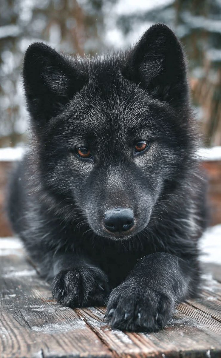 Give it a like if you liked my dog! 🥰😍❤️