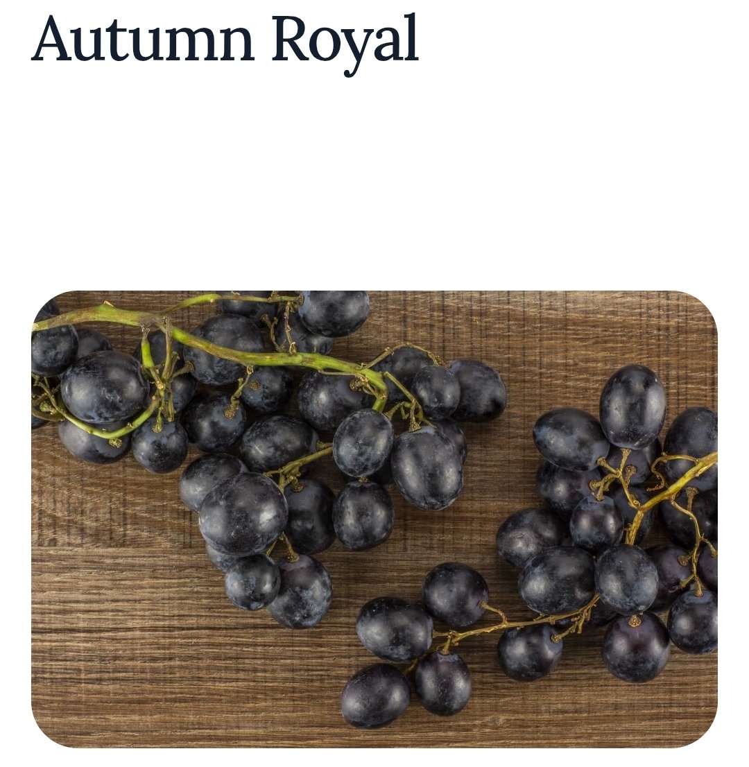 JayasreeVijayan's tweet image. My favorite fruit #Grapes  3.