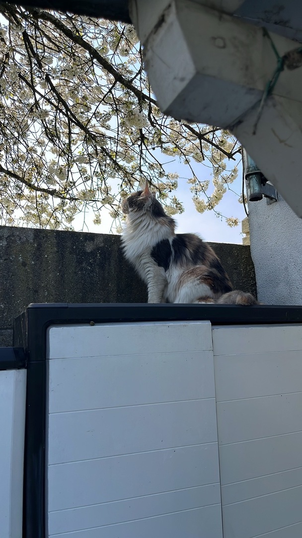 vigipets's tweet image. 🟠 🐱 Chat perdu le 19/04/2026 à Corbeil-Essonnes (91100).
Race : Maine Coon / Âge : 2 an(s)
Isis / Femelle / Identifié(e) : Oui

☎️ 0686697867
📧  lenquette@me.com

#chatperdu #chattrouve #chat #perdu #trouve