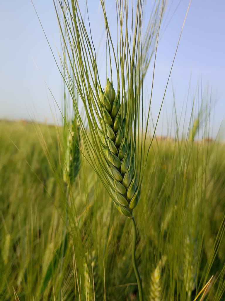 🇩🇿 يانيس 🇩🇿 tweet media