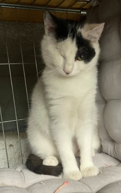 MissingTarn81's tweet image. 21.04.26 Perdue chatte blanc/noir à Castres (Ave de Gaulle). "Amira". Pucée et tatouée. N'a qu'un seul oeil. Contact : facebook.com/profile.php?id… #Tarn #chat