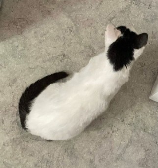 MissingTarn81's tweet image. 21.04.26 Perdue chatte blanc/noir à Castres (Ave de Gaulle). "Amira". Pucée et tatouée. N'a qu'un seul oeil. Contact : facebook.com/profile.php?id… #Tarn #chat