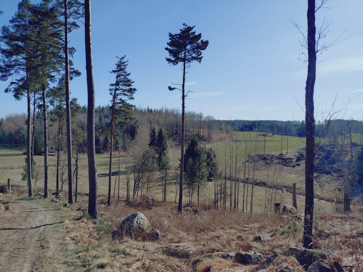 Kattdamen's tweet photo. Gick en fin liten tur. Gammalt odlingslandskap, utsiktsberg, fika i sol, utsikt över vikingatida farled, fornborg, järnåldersgravar, gammal allé med askar. Lärkor drillade högt i skyn, vitsippor, nyutslagna småbjörkar. Mycket att se på 4,5 km. https://t.co/f1HlTYxFAF