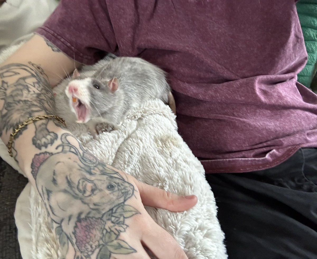 a bunch of rats✨ tweet media