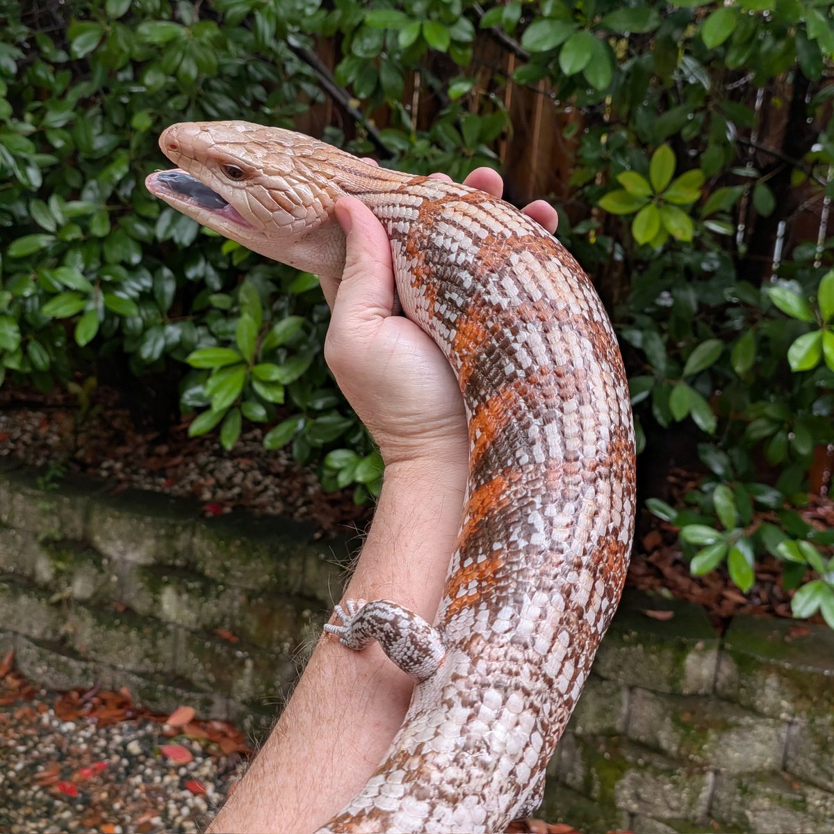 ScalyCrew's tweet image. Angry sausage

#ScalyCrew #reptiles #bluetongueskink #bluetonguetuesday #lizard #pets
