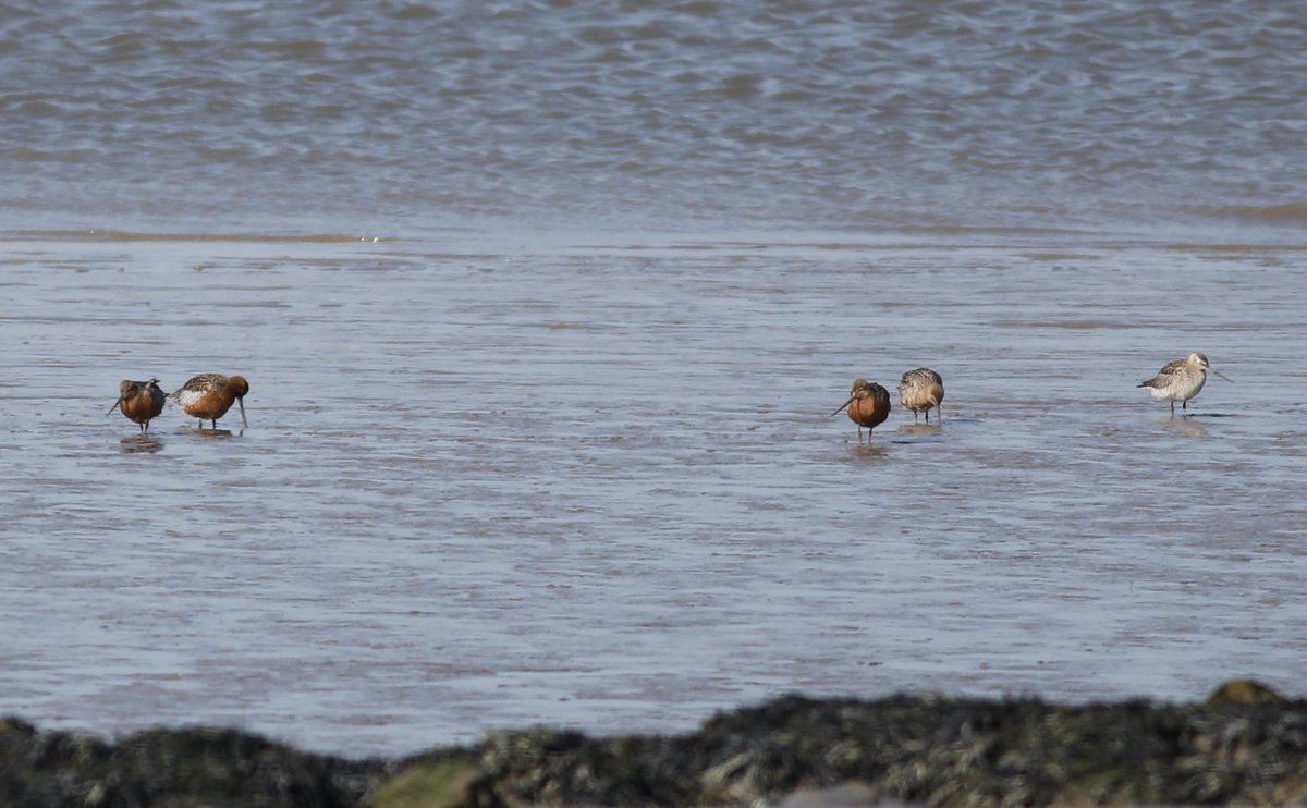Rainham today and the Bar-tailed Godwits arrived with 48 between Aveley bay and the barges plus a Knot, LRP, 6 Blackwits, Curlew, 4 Oystercatchers, Spoonbill, Gt Egret, 55 Common Tern and more Med Gull movement.