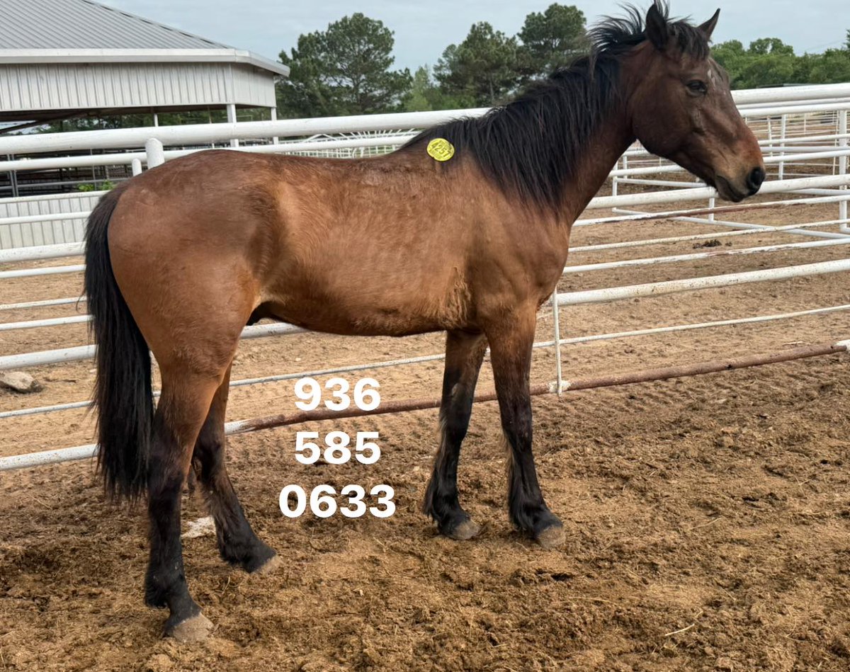 Salvation Wild Mustang Sanctuary tweet media