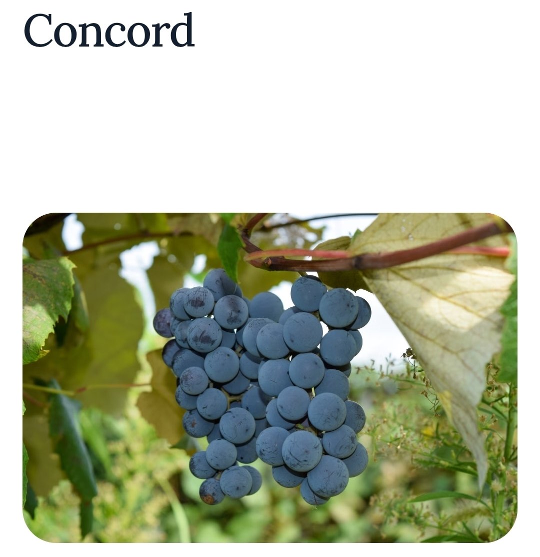 JayasreeVijayan's tweet image. My favorite fruit #Grapes  13.