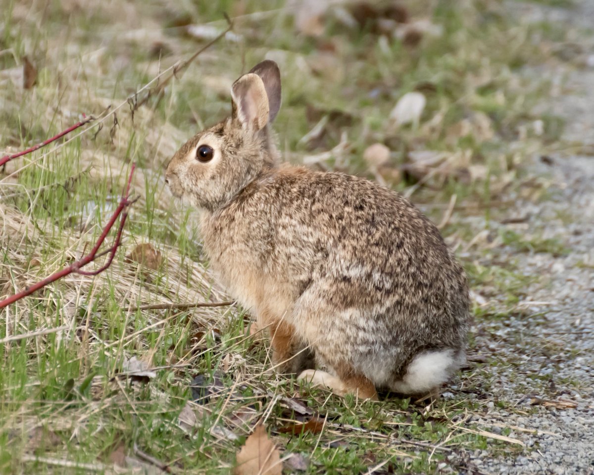 Boesephoto's tweet image. A lovely little bunny 😍
#Bunny #TommyThompsonPark #Toronto