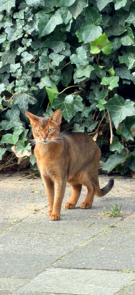 positivityofx's tweet photo. Finally found the real-life Cat Baron https://t.co/hqfu848m7v