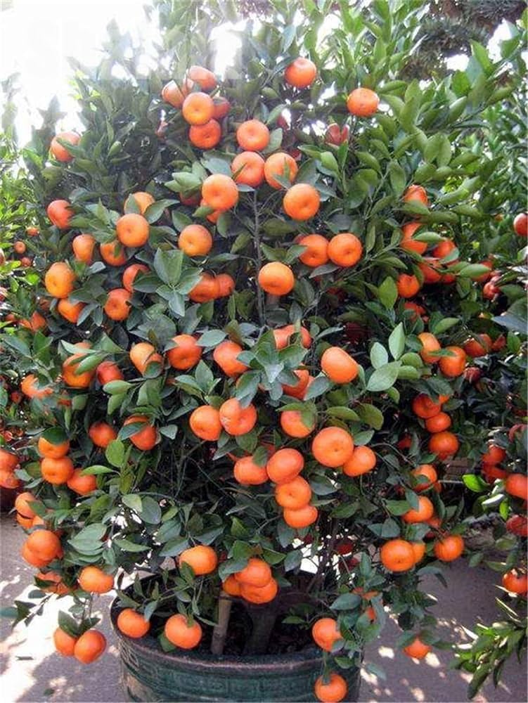 HamzaLone112614's tweet image. #orange #Fruit #TejRan