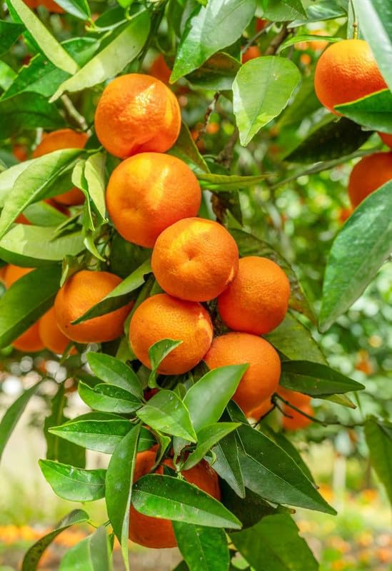 HamzaLone112614's tweet image. #orange #Fruit #TejRan