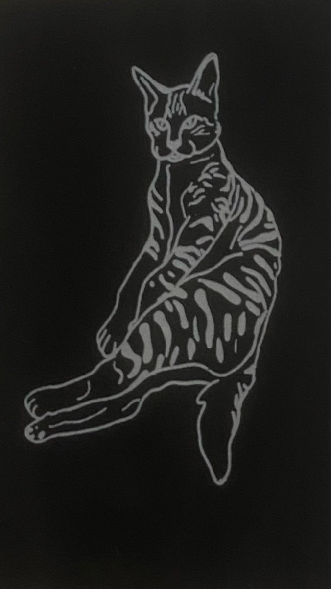 o dia que entrou uma barata no quarto e a nossa gata paraplégica aprendeu a  correr