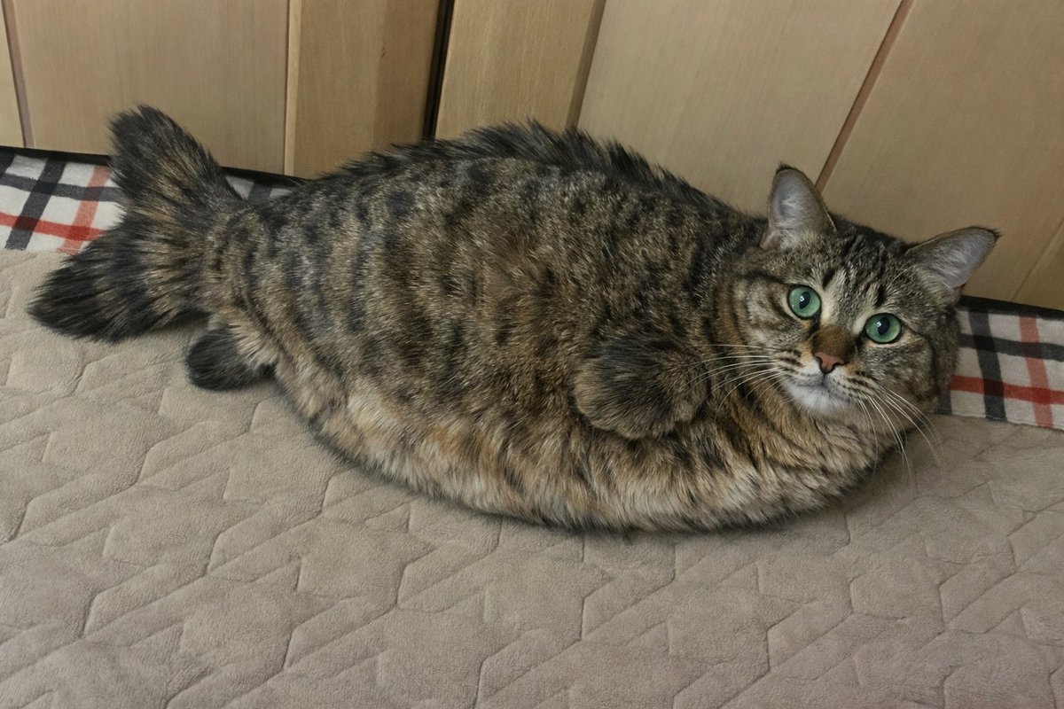 Cat Lovers 🐈 tweet media