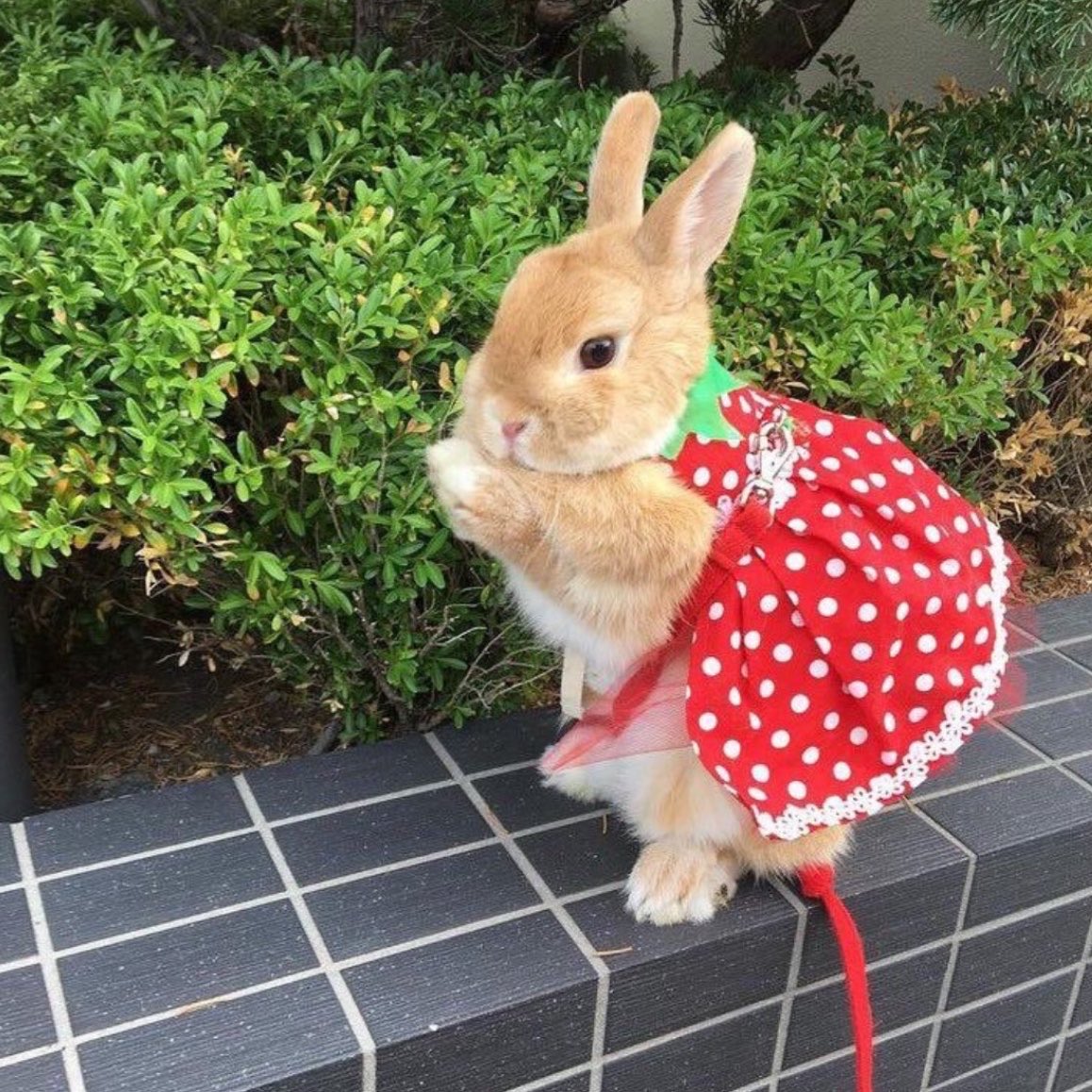 gal౨ৎ tweet media