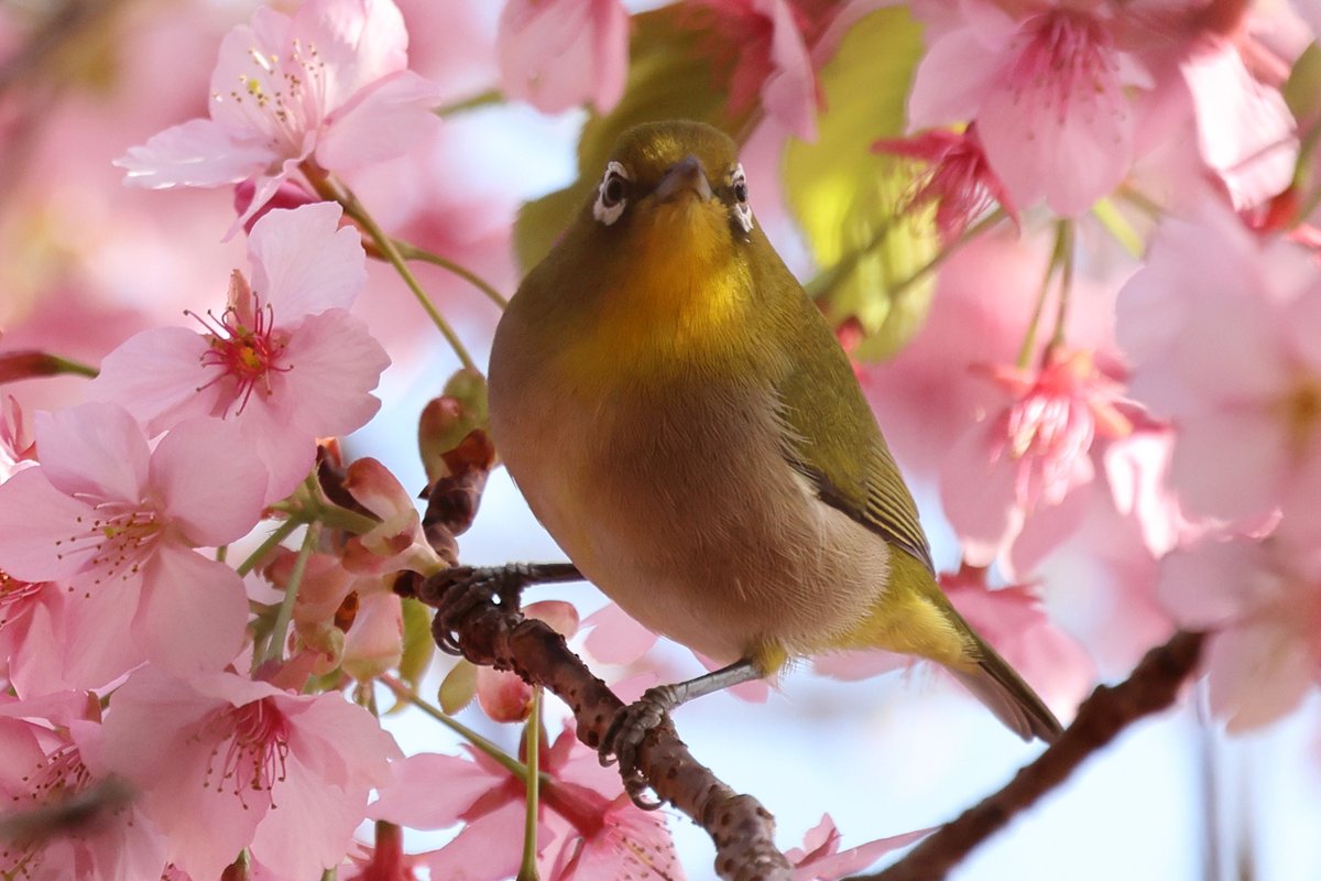 talphonse123's tweet image. ( 一一)つ鳥
＃Canon ＃R6mark3　＃写真　＃野鳥
