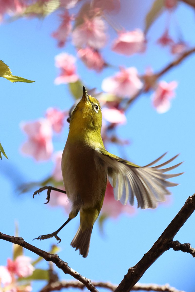 talphonse123's tweet image. ( 一一)つ鳥
＃Canon ＃R6mark3　＃写真　＃野鳥