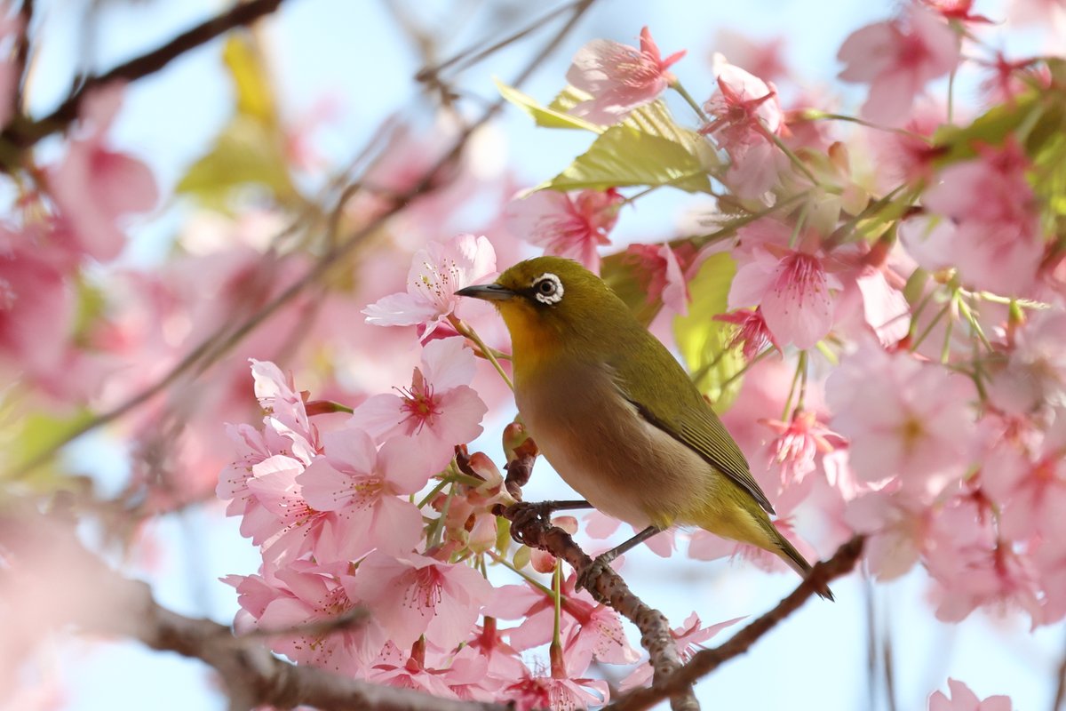 talphonse123's tweet image. ( 一一)つ鳥
＃Canon ＃R6mark3　＃写真　＃野鳥