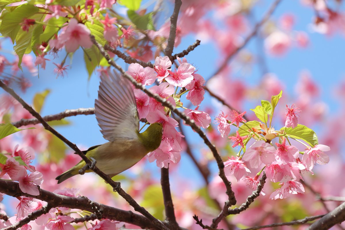 talphonse123's tweet image. ( 一一)つ鳥
＃Canon ＃R6mark3　＃写真　＃野鳥