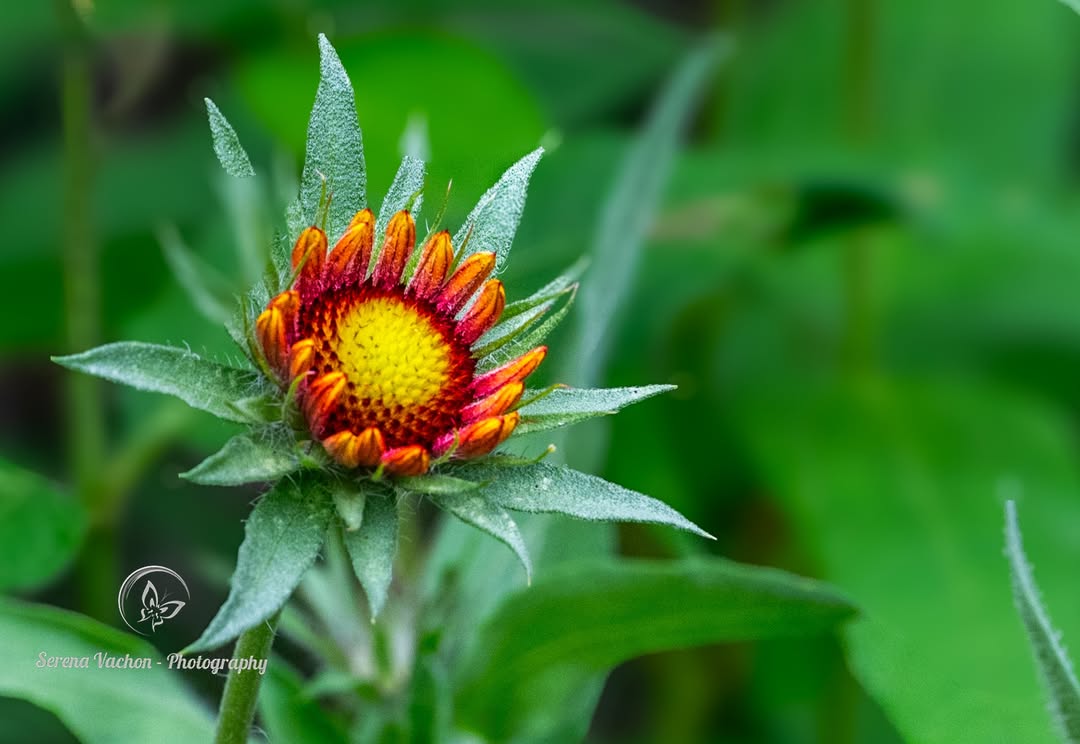 SerenaVachon's tweet image. Indian blanket ready to bloom #flowers #flowerphotography #FlowersOfX #wildflowers