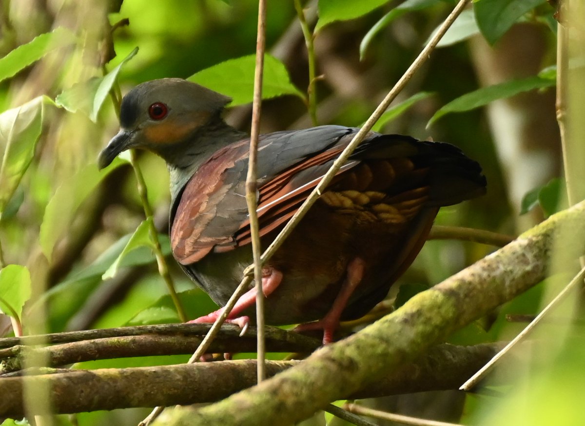 TerryWells7's tweet photo. An enjoyable trip to Jamaica with Birdfinders this March produced all 28 endemics! A few pics here of my favorites: Jamaican Owl, Jamaican Tody, Red-billed Streamertail, Crested Quail-dove. https://t.co/uTbCI0mU4z
