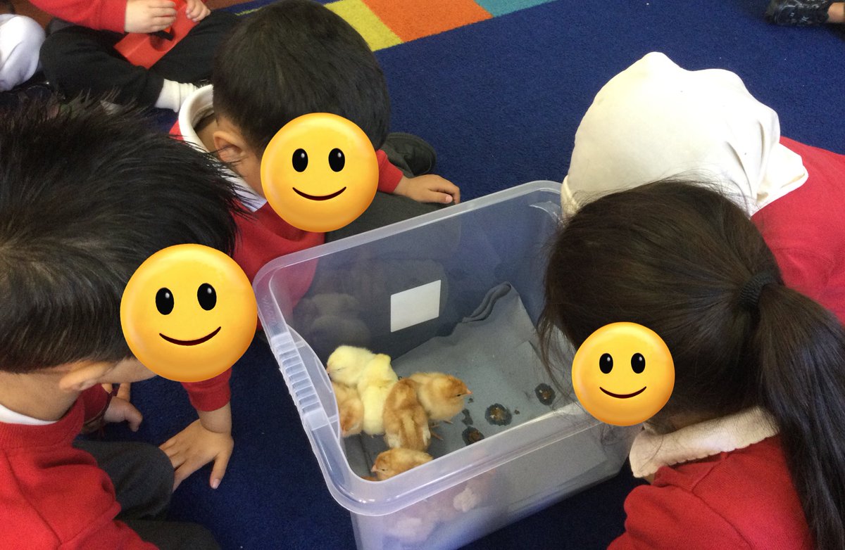 LeighPrimary's tweet photo. Our Nursery/Reception children were very happy stroking the chicks gently and watching them pecking at the seeds. They talked to each other about what they could see happening. @voice21oracy #Livingeggs #babychicks #relationshipbuilders #memorymakers #lifelonglearners https://t.co/Z9yfyFFmL3
