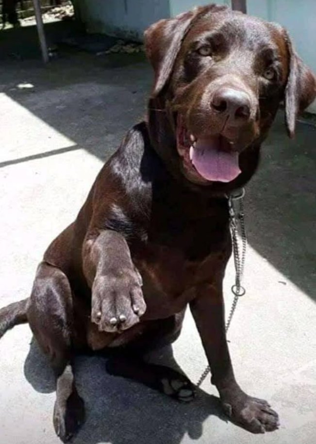 Best in Dogs tweet media