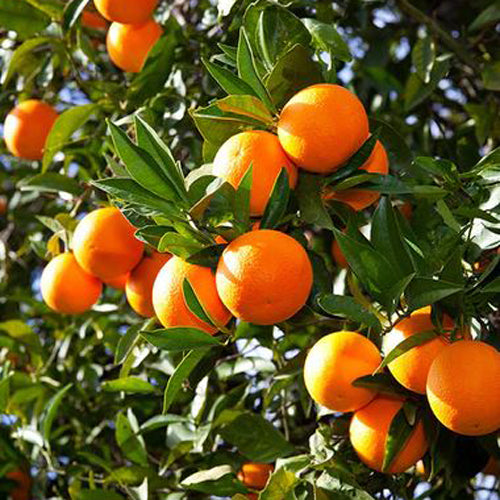 HamzaLone112614's tweet image. #orange #Fruit #TejRan