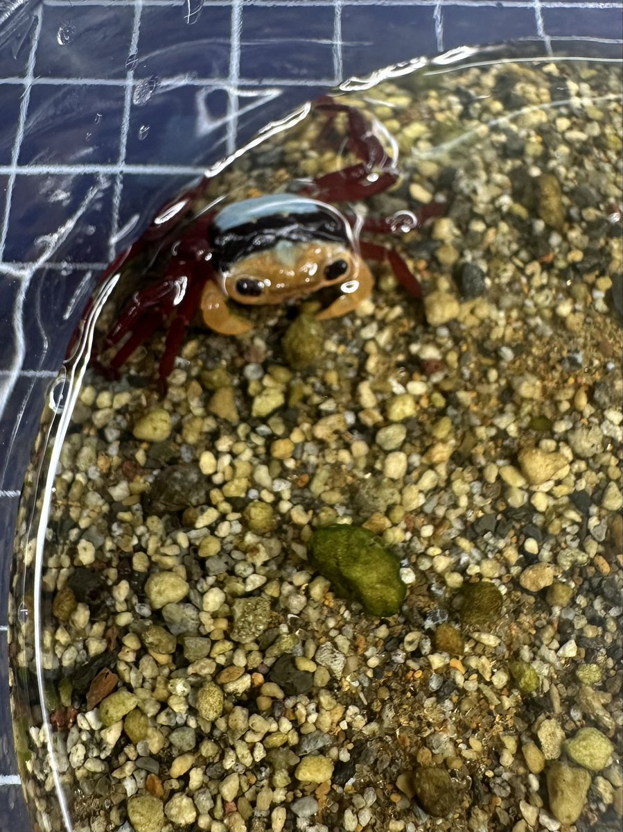 アクアフィールド @アクアリウムバス 3/29/2026 tweet media