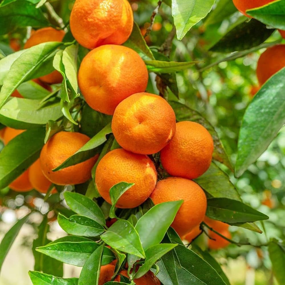 HamzaLone112614's tweet image. #orange #Fruit #TejRan