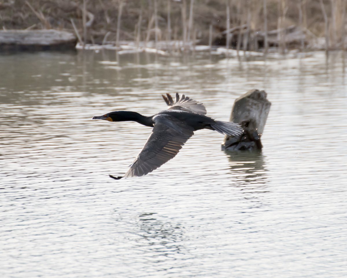 Boesephoto's tweet image. A cormorant in flight 
#Cormorant #TommyThompsonPark
#Toronto