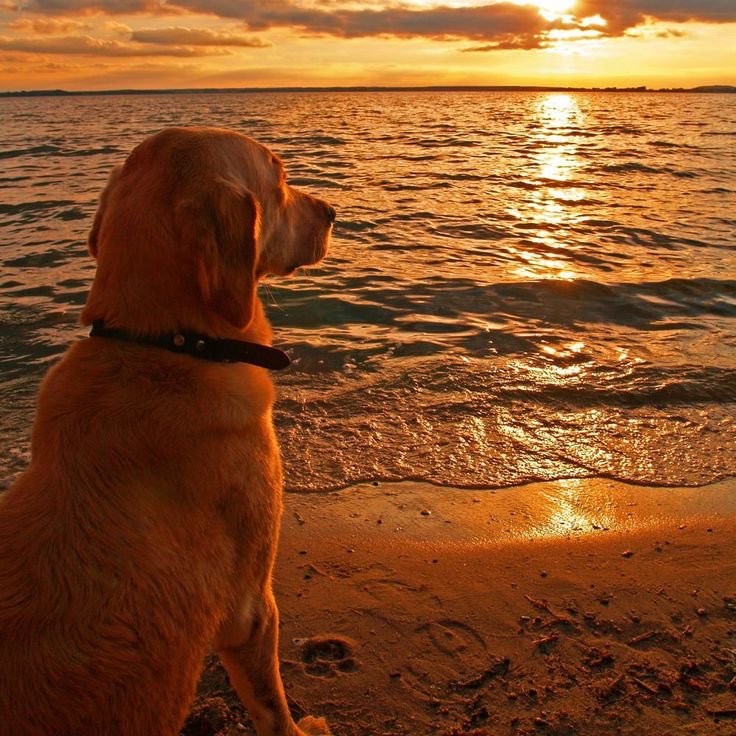 fleurs .⋆♱ 🇻🇦 tweet media