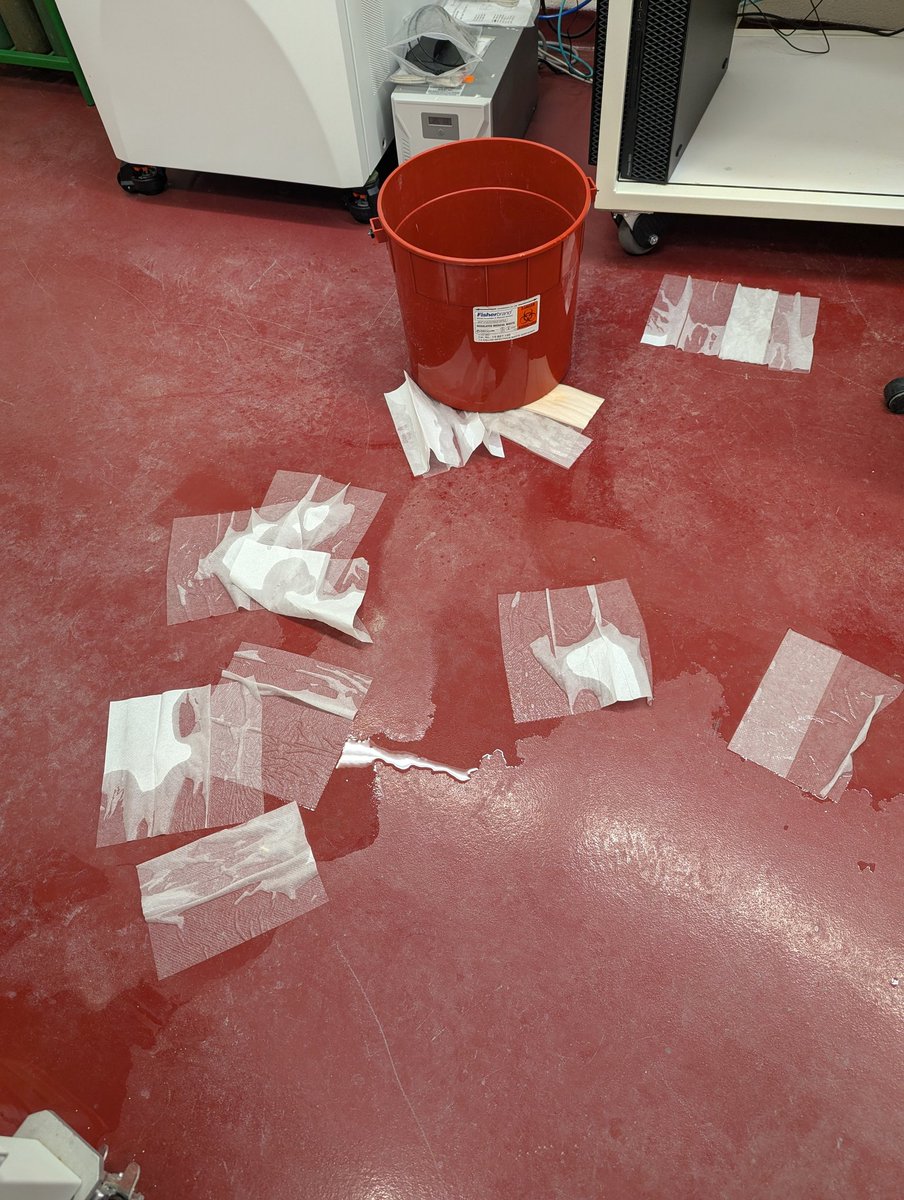 Tea gondii (T. Tomita) tweet media