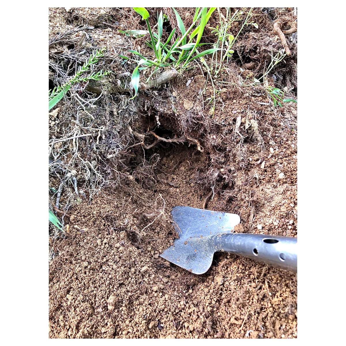 ばふぁりん tweet media