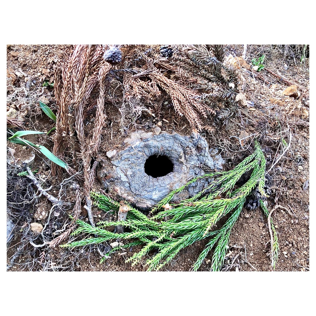 ばふぁりん tweet media