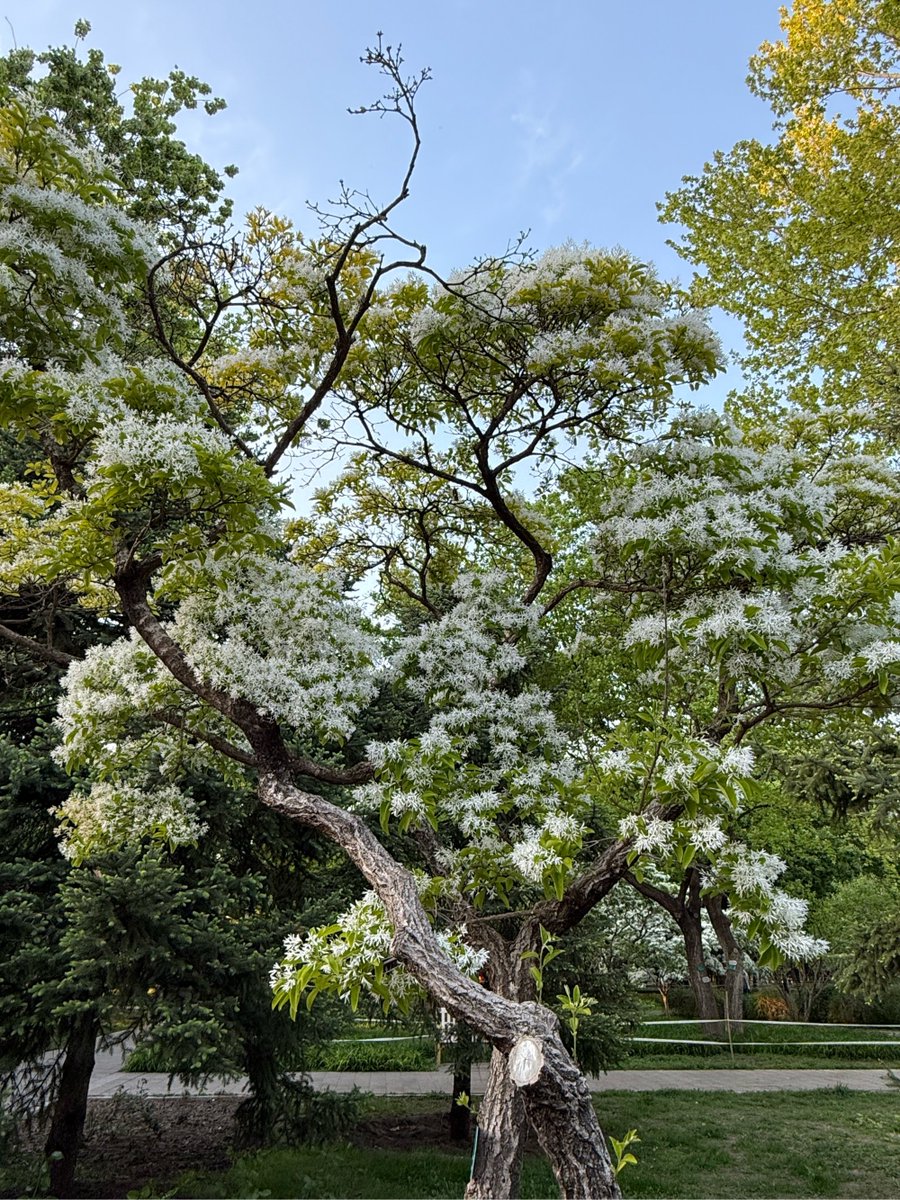 billy perales tweet media