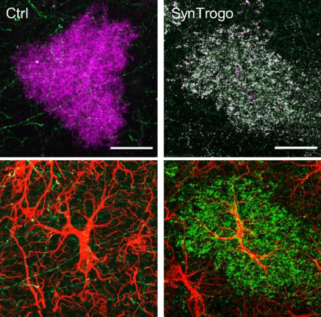 Neural Cell News tweet media