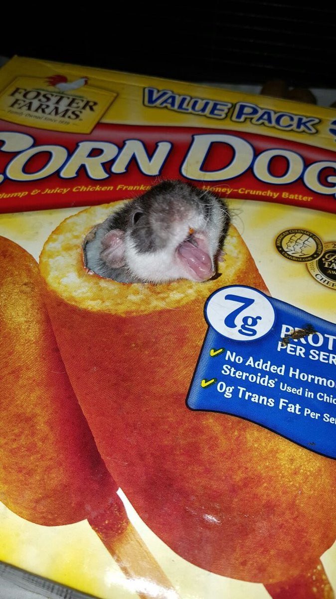 CORN RAT