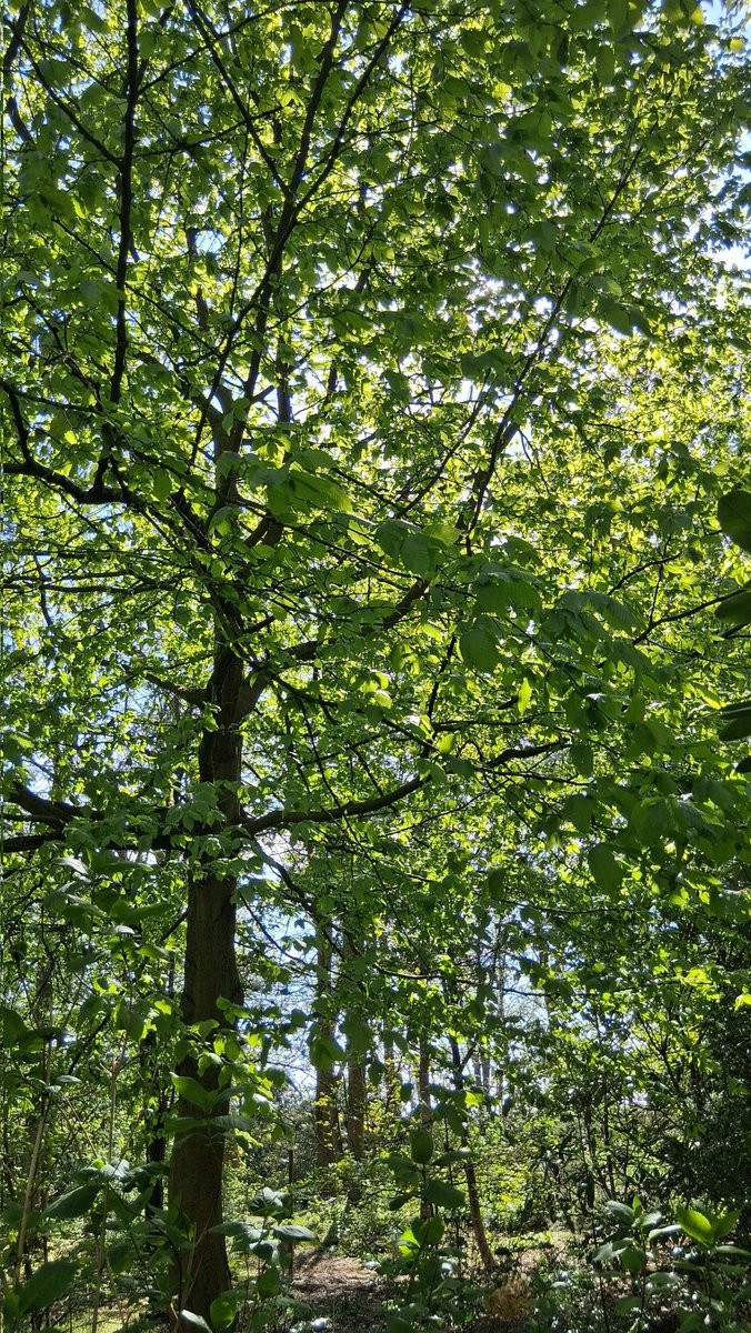 raindrop_rose1's tweet image. A lovely day spent with the trees showing off their finest new greenery.

#treeclub #wellbeing #forestbathing