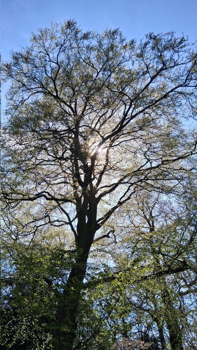 raindrop_rose1's tweet image. A lovely day spent with the trees showing off their finest new greenery.

#treeclub #wellbeing #forestbathing