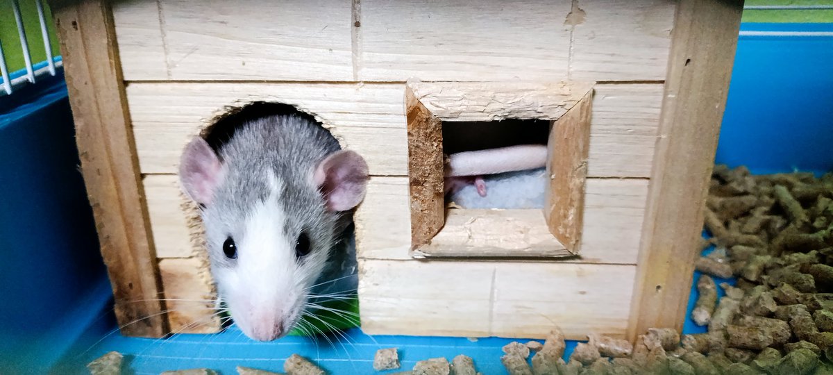 𝑮 𝑨 𝑳 𝑨 𝑹 𝑺 𝑭 𝑰 𝑵 𝑬 𝑺 𝑻 tweet media