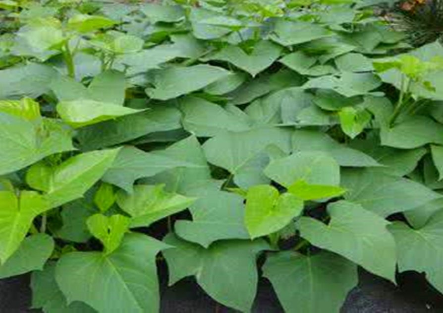 Melanie Plagmann tweet media