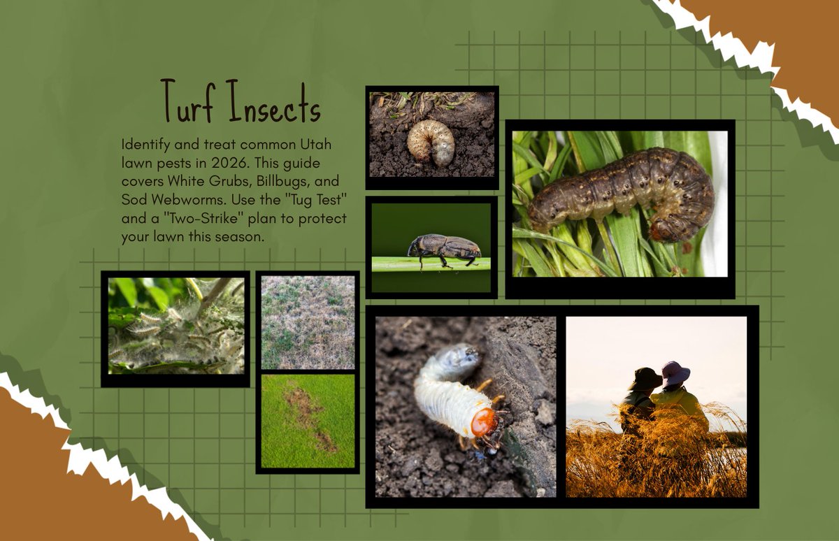 MyAllGreenTweet's tweet photo. Protect your Utah lawn from the 2026 pest surge! 🛡️ Learn how to spot White Grubs, Billbugs, and Sod Webworms early using the "Tug Test." Our "Two-Strike" plan keeps your roots strong all season.

Read the 2026 Forecast: 👉 https://t.co/qzqTBRi4Uo https://t.co/hle9TB75JD