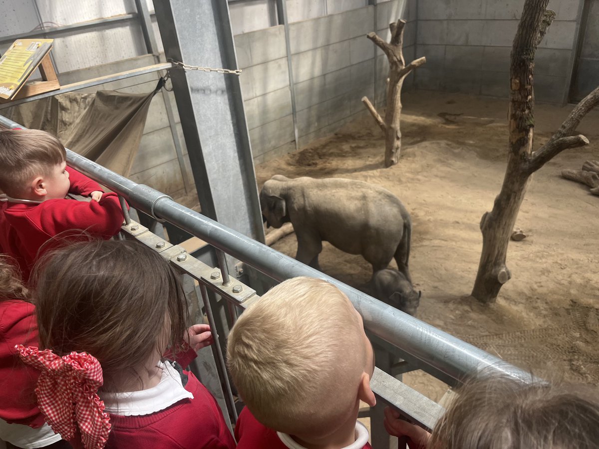 We even saw a little baby elephant 🥺🐘❤️ <a href="/BlackpoolZoo/">Blackpool Zoo</a>