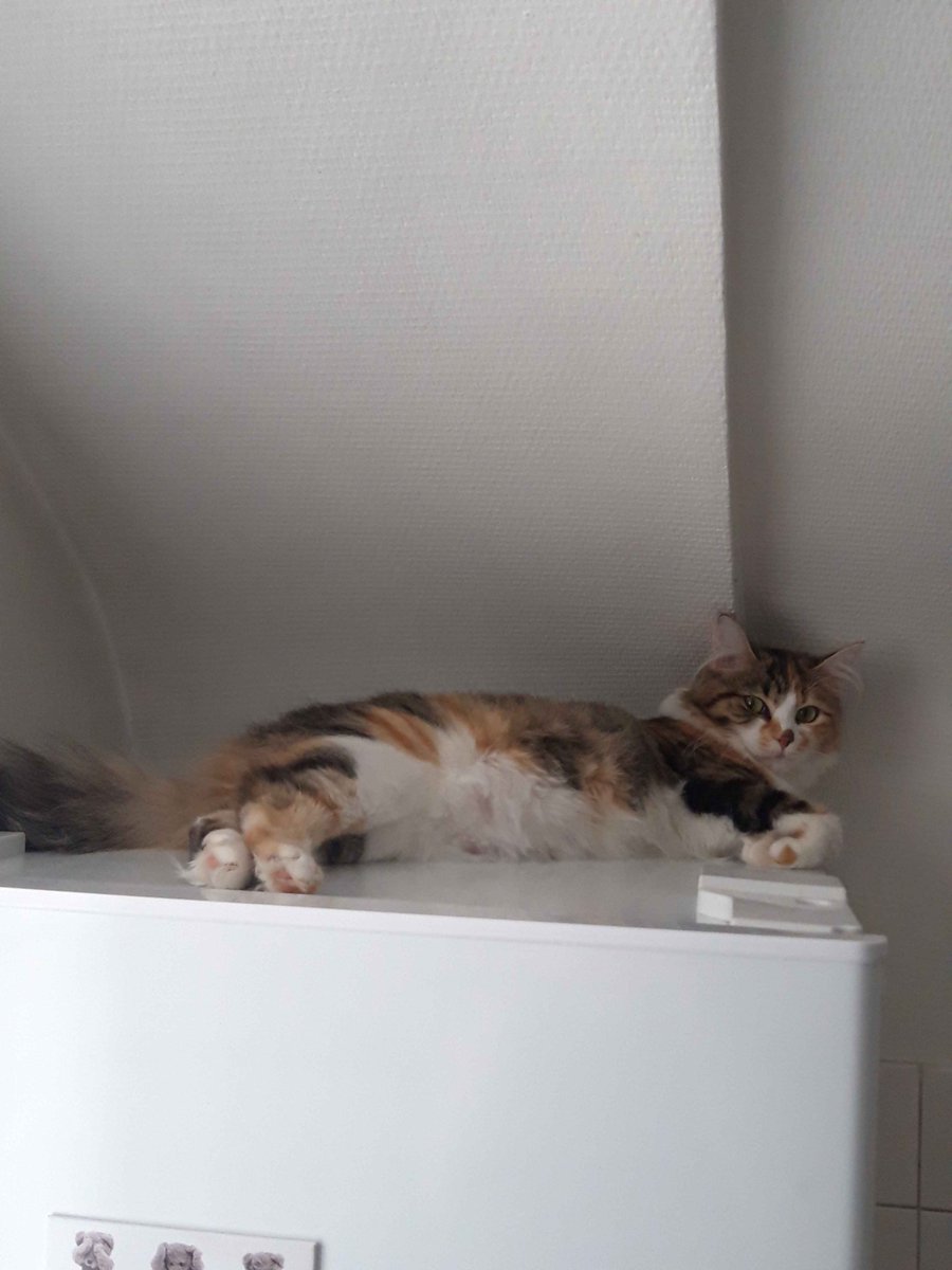 Valmuh7's tweet image. Plus besoin de faire les poussières sur le frigo avec Aria, elle s'en occupe maintenant (c'est faux) #chat